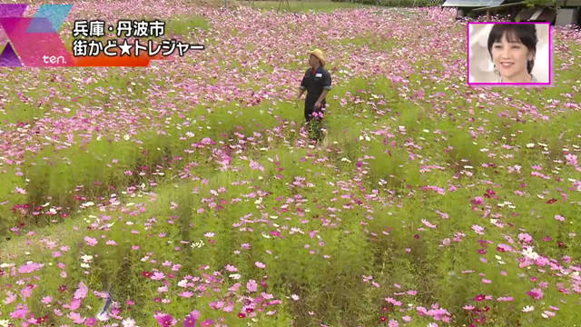 コスモス畑での熱唱 大型犬との相撲 ほのぼのとしたロケを締めくくったのは女の厳し い本音 読みテレ 読んで楽しいテレビの話